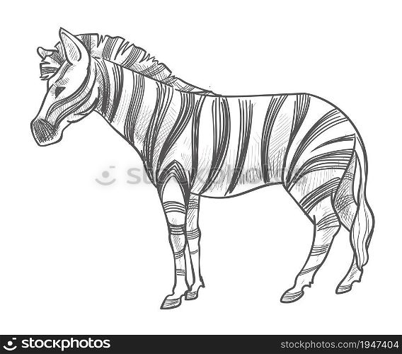Equine mammal with stripes on fur living in wilderness, isolated zebra horse. Stallion in zoo or natural reservation, fauna and animals of Africa. Monochrome sketch outline. Vector in flat style. Zebra animal with stripes on fur, wildlife mammal