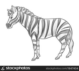 Equine mammal with stripes on fur living in wilderness, isolated zebra horse. Stallion in zoo or natural reservation, fauna and animals of Africa. Monochrome sketch outline. Vector in flat style. Zebra animal with stripes on fur, wildlife mammal