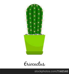 Eriocactus cactus in pot isolated on the white background, vector illustration. Eriocactus cactus in pot