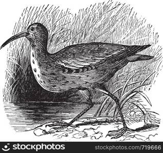Eskimo Curlew or Northern Curlew or Numenius borealis, vintage engraving. Old engraved illustration of an Eskimo Curlew.