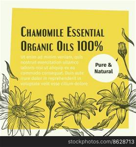 Essential organic oils, pure and natural chamomile extract. Medicine and beauty industry. Cosmetics ingredients for wellness. Fragrance and aromatic scent, promo banner. Vector in flat style. Organic chamomile essential oil, pure natural
