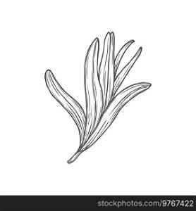 Estragon or tarragon culinary condiment isolated monochrome sketch icon. Vector artemisia dracunculus, essential perennial aromanic leaves. Cooking herb, food condiment, kitchen or medical greens. Tarragon estragon seasoning plant isolated herb