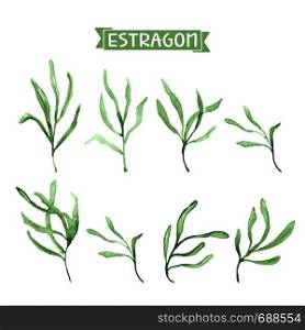Estragon therapeutic green leaf branch. Isolated vector illustration.