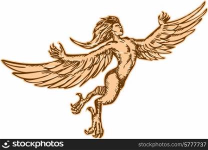 Etching engraving handmade style illustration of a of a harpy, a female mythological creature half human and half bird flying set on isolated white background.