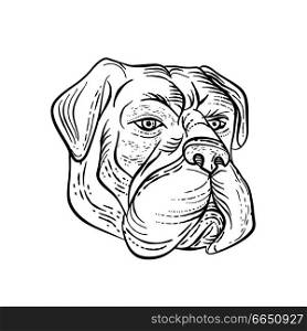 Etching style illustration of a bullmastiff, a large-sized domestic dog breed, with solid build and short muzzle like the molosser dog done on scraperboard scratchboard style in black and white.. Bullmastiff Head Black and White Etching