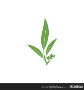 eucalyptu leaf vector illustration design template