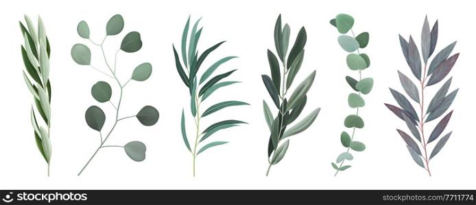 Eucalyptus 6 twigs branches with silvery round and oval elongated grey green leaves realistic set vector illustration. Realistic Eucalyptus Branches Set