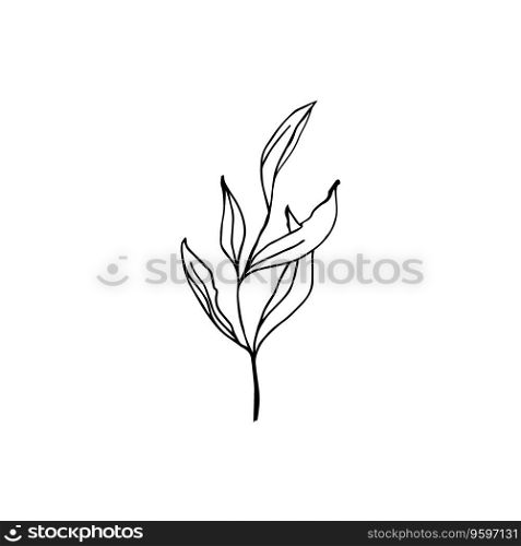 Eucalyptus hand drawn  leaves for wedding invitation or card, simple black on white isolate vector greenery