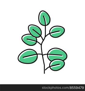 eucalyptus leaves color icon vector. eucalyptus leaves sign. isolated symbol illustration. eucalyptus leaves color icon vector illustration