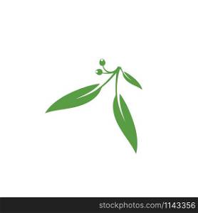 Eucalyptus leaves floral logo vector template design