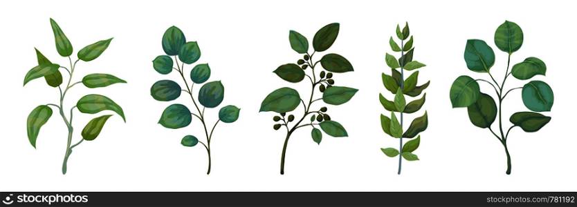 Eucalyptus plants. Rustic foliage branches and leaves for wedding invitation cards, decorative herbs collection. Vector botanical set trendy nature watercolour greenery leafs. Eucalyptus plants. Rustic foliage branches and leaves for wedding invitation cards, decorative herbs collection. Vector trendy set