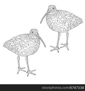 Eurasian Curlew, bird. Vector illustration.