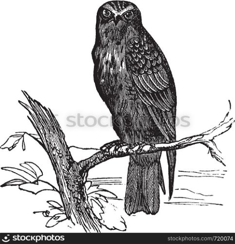 Eurasian Hobby or Falco subbuteo, vintage engraving. Old engraved illustration of Eurasian Hobby waiting on a branch.