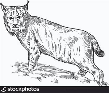Eurasian lynx drawing