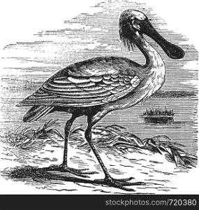 Eurasian Spoonbill or Platalea leucorodia or Common Spoonbill, vintage engraving. Old engraved illustration of Eurasian Spoonbill.