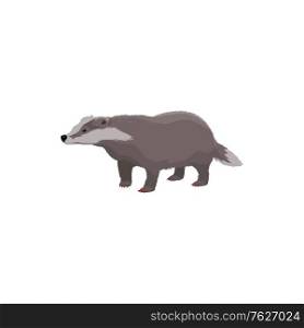 European badger isolated wildlife animal. Vector short-legged omnivore, forest cartoon character. Badger short-short legged forest animal isolated