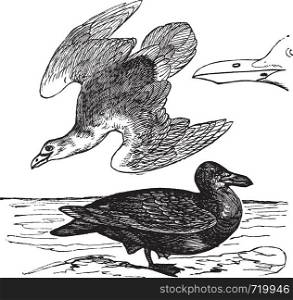 European Herring Gull or Larus argentatus, vintage engraving. Old engraved illustration of European Herring Gull, young and adult with beak.