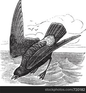 European Storm-petrel or Storm Petrel or Hydrobates pelagicus, vintage engraved illustration. Trousset encyclopedia (1886 - 1891).