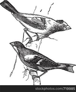 Evening grosbeak (Hesperiphona vespertina) or Finch 1.Male 2. Female vintage engraving. Old engraved illustration of male and female evening grosbeaks percing on tree branch.