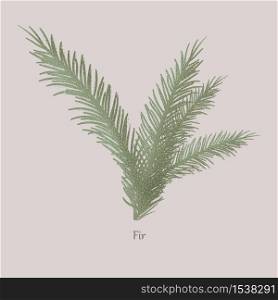 Evergreen fir tree, branches and needle leaves. Green fir twigs on a white background and logo.. Evergreen fir tree, branches and needle leaves.