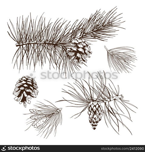 Evergreen pine fir branches christmas tree garland decorative design elements isolated vector illustration