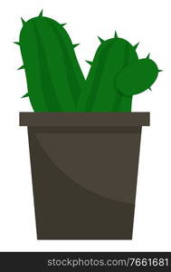 Evergreen plant with prickly thorns in black pot. Succulent that grown indoor in potting soil. Isolated object for house and office decoration. Vector illustration of potted houseplant in flat style. Cactus, Green Plant in Pot with Thorns, Houseplant