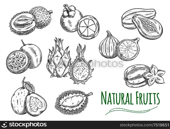 Exotic and tropical fruits. Vector pencil sketch isolated icons of durian, passion fruit maracuja, guava, dragon fruit pitaya, mangosteen, jackfruit, fig, papaya, carambola. Exotic tropical fruits isolated sketch icons