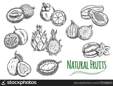 Exotic and tropical fruits. Vector pencil sketch isolated icons of durian, passion fruit maracuja, guava, dragon fruit pitaya, mangosteen, jackfruit, fig, papaya, carambola. Exotic tropical fruits isolated sketch icons