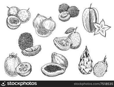 Exotic and tropical fruits. Vector pencil sketch isolated icons of papaya, durian, carambola, lychee, mangosteen, guava, fig, dragon fruit. Exotic fruits pencil sketch icons