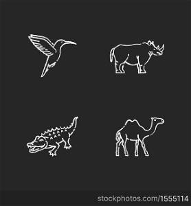 Exotic animals chalk white icons set on black background. Tropical fauna, diverse african wildlife. Little hummingbird, camel, alligator and rhinoceros. Isolated vector chalkboard illustrations. Exotic animals chalk white icons set on black background