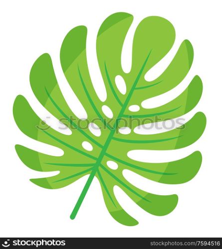 Exotic leaves of monstera plant vector, isolated icon closeup. Spring and floral theme, decoration of party, foliage greenery of hawaii, flat style. Monstera Leaf, Foliage of Tropics, Decoration