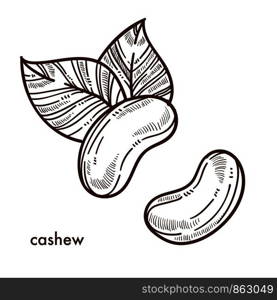 Exotic oriental tasty cashew nut with big leaves. Delicious small nuts with sweet flavor full of vitamins and minerals. Organic healthy natural product isolated cartoon monochrome vector illustration.. Exotic oriental tasty cashew nuts with big leaves