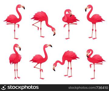 Exotic pink flamingos birds. Flamingo with rose feathers stand on one leg in wild african fauna. Zoo feather rosy plumage cute flam bird cartoon vector isolated set illustration. Exotic pink flamingos birds. Flamingo with rose feathers stand on one leg. Rosy plumage flam bird cartoon vector illustration