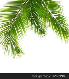 Exotic Tropical Background with Palm Leaves. Illustration Exotic Tropical Background with Palm Leaves. Place for Your Text - Vector