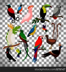 Exotic tropical birds isolated on transparent background. Bird art vector elements. Exotic tropical birds on transparent background