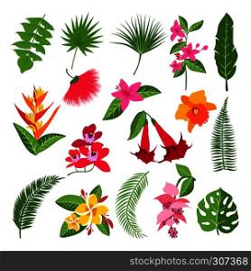 Exotic tropical flowers and leaves. Vector illustrations of plants. Tropical color flower and exotic floral branch with flowers. Exotic tropical flowers and leaves. Vector illustrations of plants