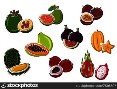Exotic tropical fresh papaya and passion fruit, fig and lychee, pitaya and feijoa, starfruit, guava and durian fruits in cartoon style. Dessert recipe, natural food or tropical cocktail design usage. Tropical fresh fruits in cartoon style