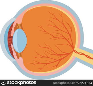 Eye anatomy vector illustration