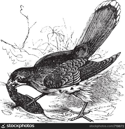 Falcon or Falco sp., vintage engraving. Old engraved illustration of a Falcon feeding on a mouse.