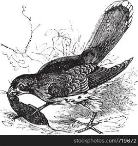 Falcon or Falco sp., vintage engraving. Old engraved illustration of a Falcon feeding on a mouse.