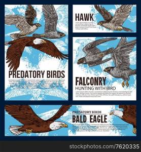 Falconry hunting sport, wild predatory birds hunt sketch posters. Vector eagles, falcons and predatory vultures on sky hunt, bird of prey hawk and bald eagle in traditional falconry hunting. Predatory hawk and eagle birds, falconry hunting