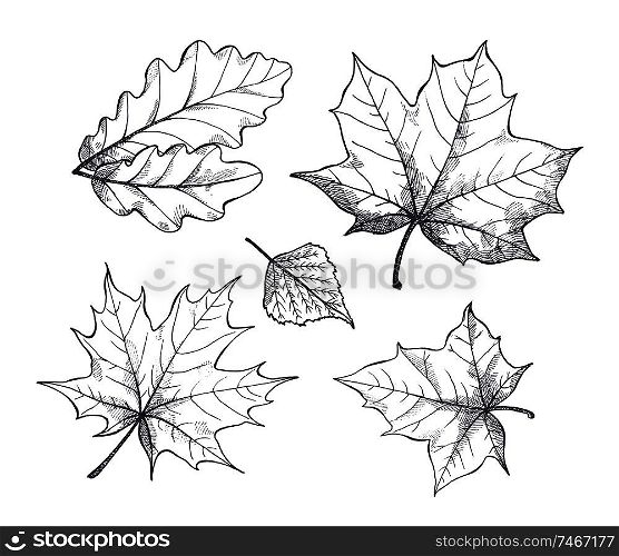 Fall autumn season leaves, monochrome sketches outline isolated icons set vector. Foliage of different kinds of trees. Colorless seasonal dry flora. Fall Autumn Season Leaves Sketch Outline Vector