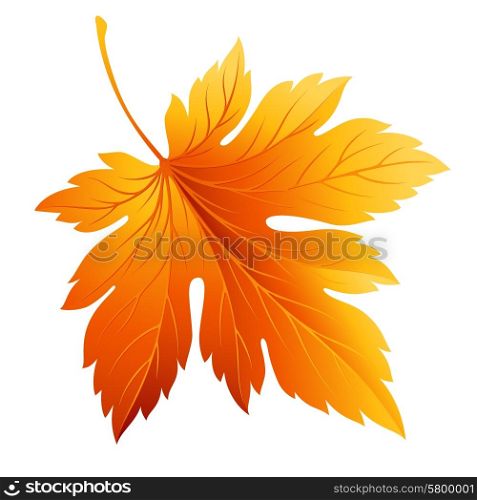 Fall leaf isolated in white. Vector illustration. Fall leaf isolated in white. Vector illustration EPS 10