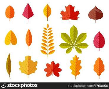 Fall leaves. Colorful autumn leaves, leaf chestnut elm oak, maple forest with yellow and orange foliage. Flat vector isolated set leaf and foliage, botany maple and oak, chestnut and elm illustration. Fall leaves. Colorful autumn leaves, leaf chestnut elm oak, maple forest with yellow and orange foliage. Flat vector isolated set