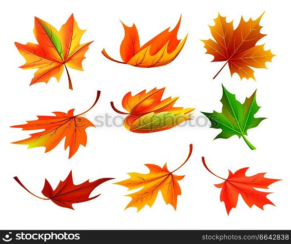 Fallen golden yellow leaves isolated on white background. Vector illustration with set of different shaped autumn foliage falling from tree. Fallen Golden Yellow Leaves Vector Illustration