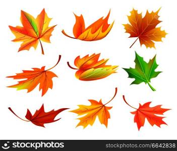 Fallen golden yellow leaves isolated on white background. Vector illustration with set of different shaped autumn foliage falling from tree. Fallen Golden Yellow Leaves Vector Illustration