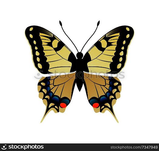 Family papilionidae butterfly with ornaments on wings and antenna family papilionidae yellow creature vector illustration isolated on white background. Family Papilionidae Butterfly Vector Illustration