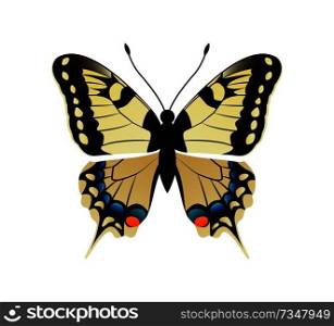 Family papilionidae butterfly with ornaments on wings and antenna family papilionidae yellow creature vector illustration isolated on white background. Family Papilionidae Butterfly Vector Illustration