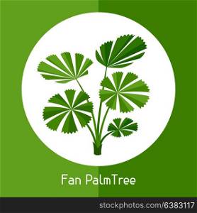 Fan palm tree. Illustration of exotic tropical plant. Fan palm tree. Illustration of exotic tropical plant.