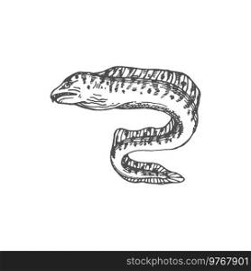 Fangtooth or Tiger Moray eel-shape fish isolated monochrome sketch icon. Vector Enchelycore anatina, sea electric eel with tooth, marine underwater animal. Deep sea and ocean undersea muraenidae. Tiger Moray Fangtooth eel-shape fish isolated icon